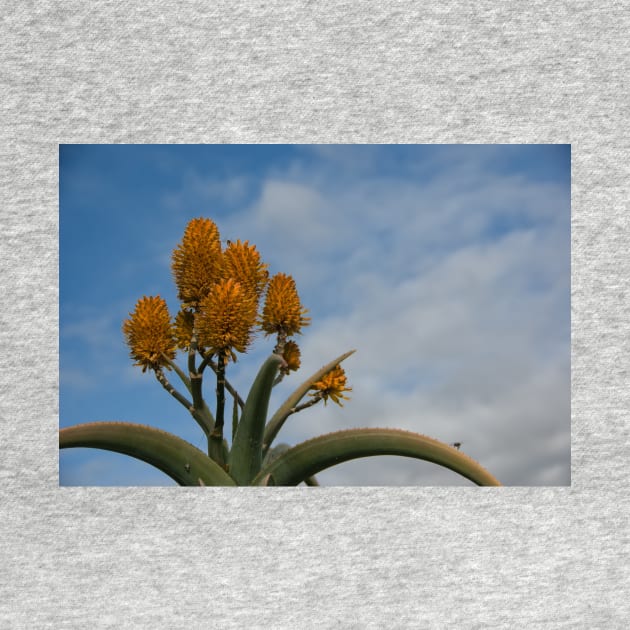 Orange Cactus by randymir